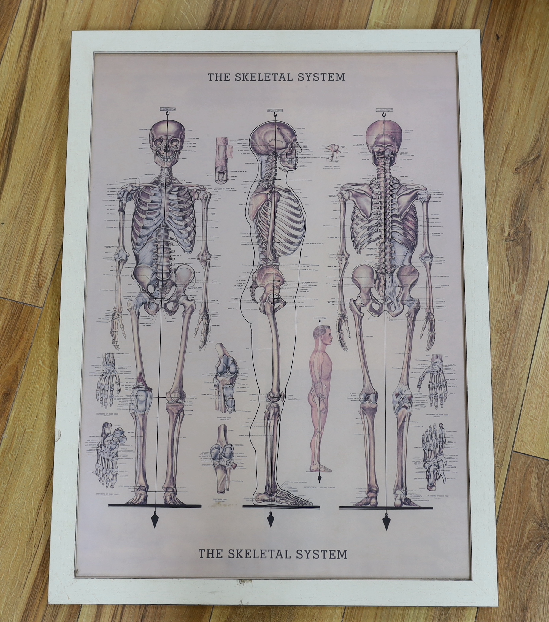 A set of Netter’s Musculoskeletal Anatomical flash cards, published by the University of Virginia, together with a framed poster of the Skeletal System, 75.5 x 55.5cm (2)